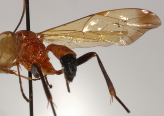 Tetragonochora_metzii_LECTOTYPE