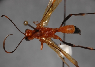 Tetragonochora_metzii_LECTOTYPE