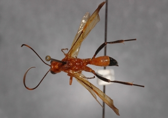 Tetragonochora_metzii_LECTOTYPE