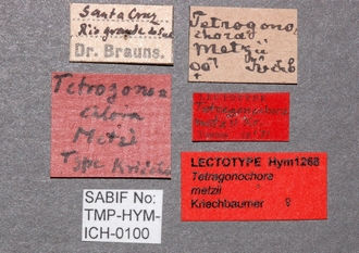 Tetragonochora_metzii_labels