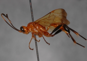 Tetragonochora_metzii_LECTOTYPE