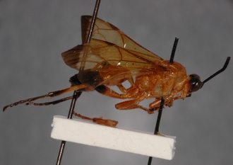 Tricyphus_apicalis_PARATYPE