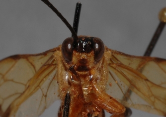 Tricyphus_apicalis_PARATYPE