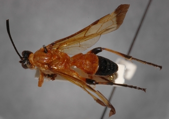 Tricyphus_apicalis_PARATYPE
