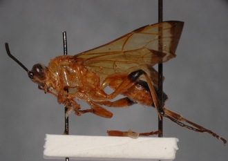 Tricyphus_apicalis_PARATYPE