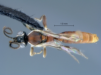 Tycherus_nardousberg_SAMHYMP047368_habitus_dorsal