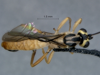 Lycorina continentalis dorsal