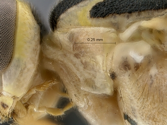 Lycorina continentalis epomia