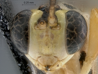 Lycorina continentalis face