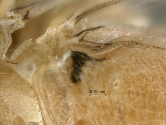 Lycorina continentalis hook