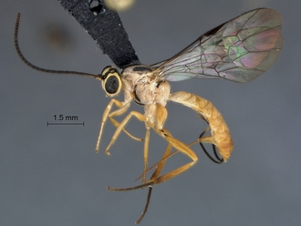 Lycorina continentalis profile