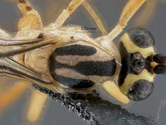 Lycorina continentalis top head