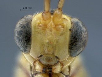 Lycorina fici  face