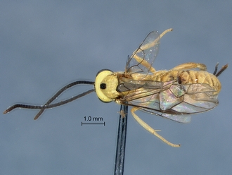 Lycorina fici habitus dorsal