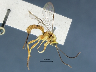 Lycorina fici habitus profile