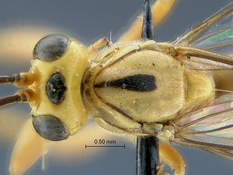 Lycorina fici heqd mesosoma