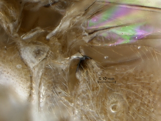 Lycorina fici metanotal hook