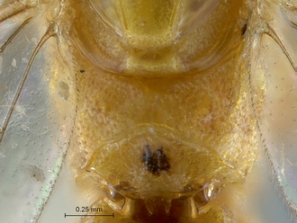 Lycorina fici propodeum