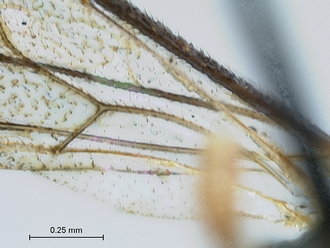 Lycorina globiceps hind wing nervellus