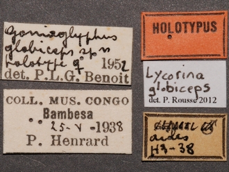 Lycorina globiceps labels