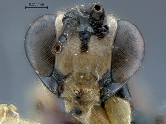 Lycorina ranaivo face