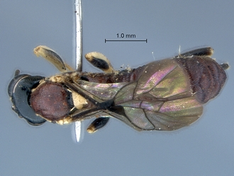 Lycorina ranaivo habitus dorsal