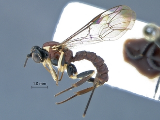 Lycorina ranaivo habitus profile