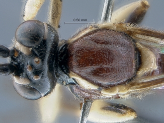 Lycorina ranaivo head mesosoma