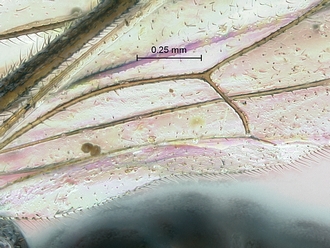 Lycorina ranaivo hin wing nervellus