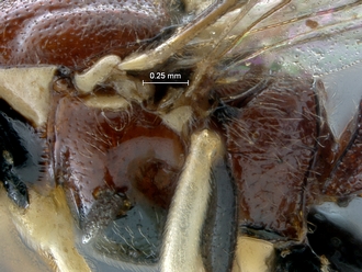 Lycorina ranaivo mesopleuron