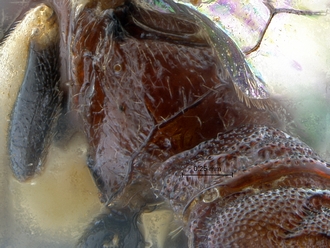 Lycorina ranaivo propodeum