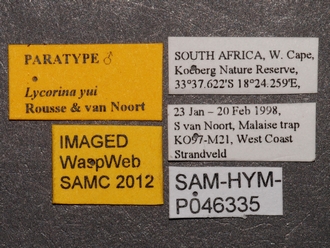 Lycorina yui SAM-HYM-P046335 male labels