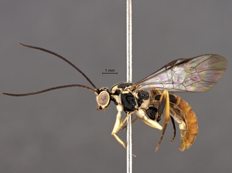 Lycorina_jacksonfive_holotype_BMNH_habitus_profile