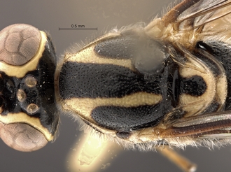 Lycorina_jacksonfive_holotype_BMNH_head_mesosoma_dorsal