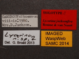 Lycorina_jacksonfive_holotype_BMNH_labels