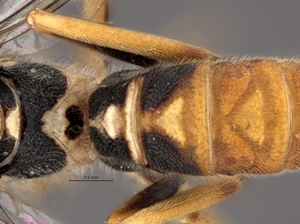 Lycorina_jacksonfive_holotype_BMNH_propodeum_base_metasoma_dorsal
