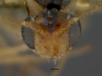 Mesochorus_nox_HOLOTYPE