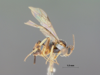 Mesochorus_nox_HOLOTYPE
