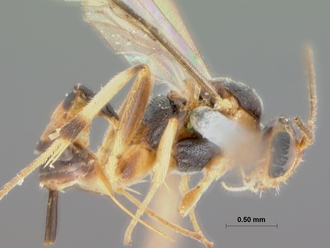 Mesochorus_nox_HOLOTYPE