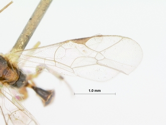 Mesochorus_nox_HOLOTYPE