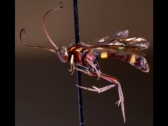 Drepanoctonus bicinctus 147a