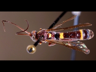 Drepanoctonus bicinctus 147b