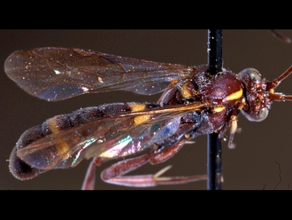 Drepanoctonus bicinctus 147c