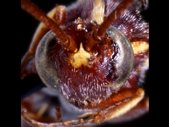 Drepanoctonus bicinctus 147d