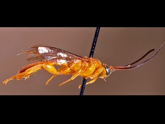 Exochus dominus 149a
