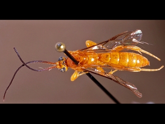 Exochus dominus 149b