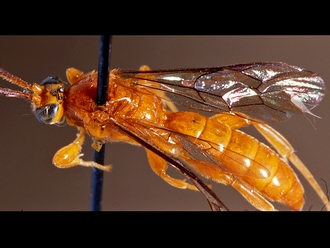 Exochus dominus 149c