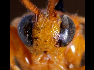 Exochus dominus 149d