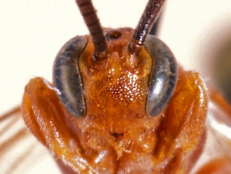 Exochus erythrinus 359d