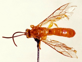 Exochus upembaensis 360b